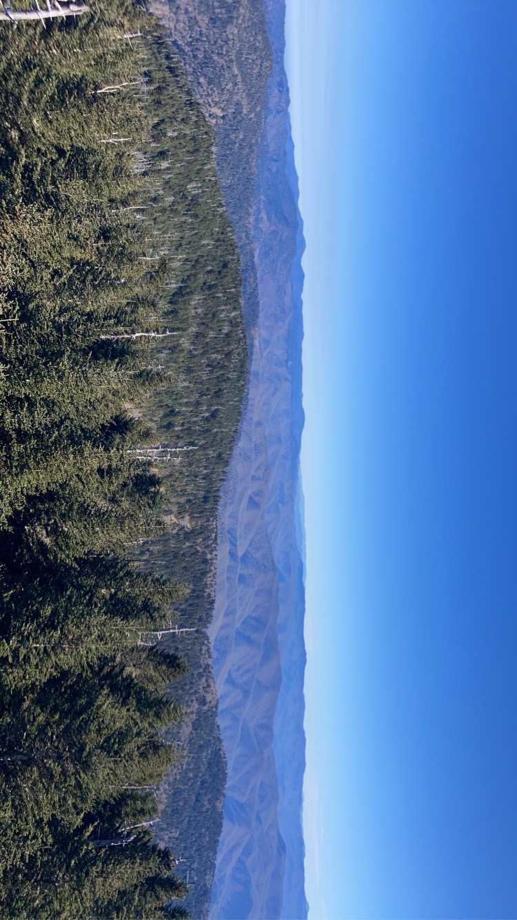 North Carolina Canopy